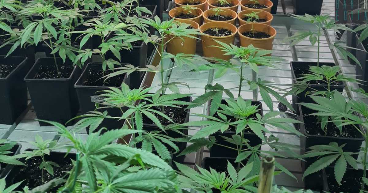 Da quella "light" alla terapeutica: viaggio nel business della cannabis legale 